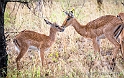 Young Impala_HBB7752